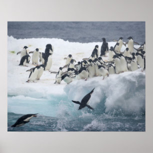 Antarctica, Paulet-eiland. Adelie-pinguïns Poster