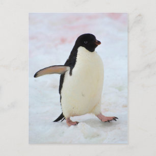 Antarctica. Petermann-eiland. Adelie-pinguïn Briefkaart