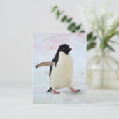 Antarctica. Petermann Island Adelie penguin Briefkaart (Staand voorkant)