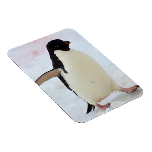 Antarctica. Petermann Island Adelie penguin Magneet (Rechterzijde)
