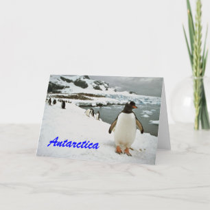 Antarctica Pinguïns Groeten Kaart
