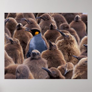 Antarctica, South Georgia-eiland, Koningspinguïns Poster
