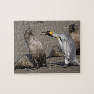 Antarctica, South Georgia-eiland (VK), Koning 3 Legpuzzel