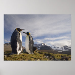 Antarctica, South Georgia-eiland (VK), Koning Poster