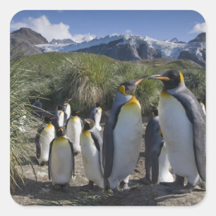 Antarctica, South Georgia-eiland VK), Koning Vierkante Sticker