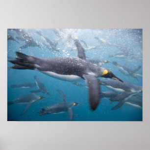 Antarctica, South Georgia-eiland VK Poster