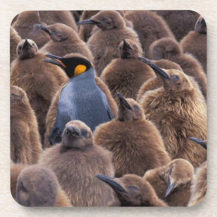Antarctica, South Georgia Island, King penguins Bier Onderzetter