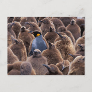 Antarctica, South Georgia Island, King penguins Briefkaart