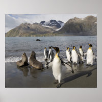 Antarctica, South Georgia Island (UK), Antarctic 2