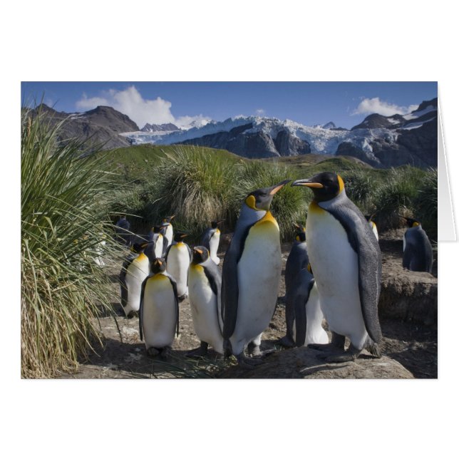 Antarctica, South Georgia Island (UK), koning (Voorkant Horizontaal)