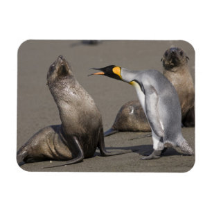 Antarctica, South Georgia Island (UK), koning 3 Magneet