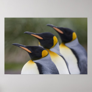 Antarctica, South Georgia Island (UK), koning 5 Poster