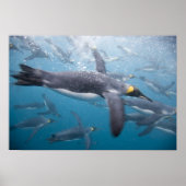 Antarctica, South Georgia Island Verenigd Koninkri Poster (Voorkant)