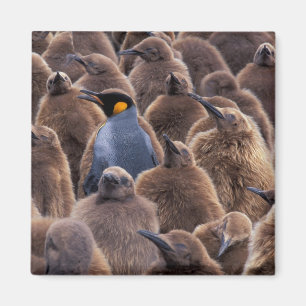 Antarctica, Zuid-Georgia eiland, Koningspinguïns Magneet