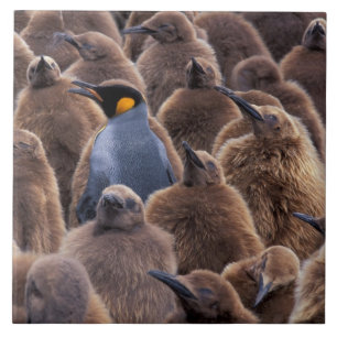 Antarctica, Zuid-Georgia eiland, Koningspinguïns Tegeltje