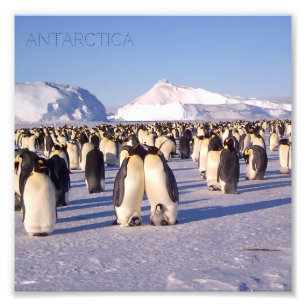 Antarctica, zwerm pinguïns foto afdruk