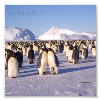 Antarctica, zwerm pinguïns foto afdruk