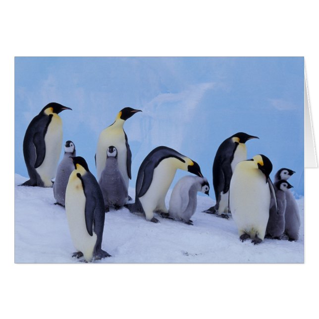 Antarctique, Emporer Penguins (Devant horizontal)