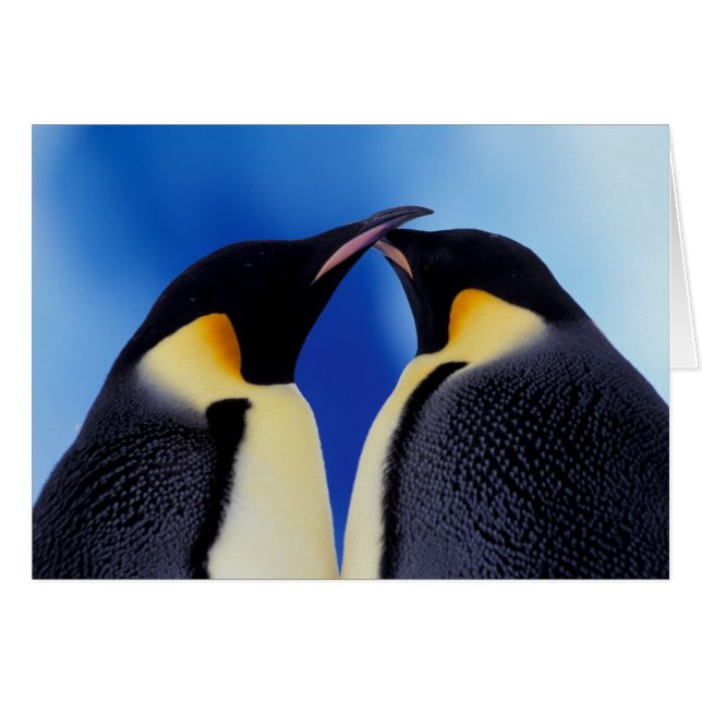 Antarctique, Manchots empereurs (Devant horizontal)