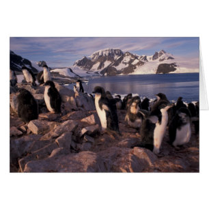 Antarctique, poussins de manchots Adélie
