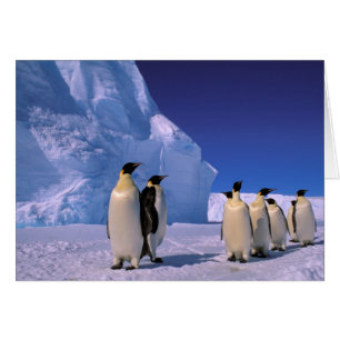 Antarctique, Territoire antarctique australien, 7
