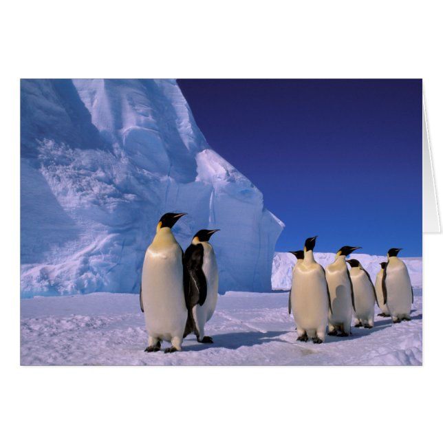 Antarctique, Territoire antarctique australien, 7 (Devant horizontal)