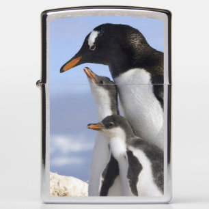 Antarctisch Schiereiland, Neko Harbour, Gentoo