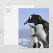 Antarctisch schiereiland, Neko Harbour, Gentoo Briefkaart (Voorkant / Achterkant)