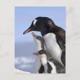 Antarctisch schiereiland, Neko Harbour, Gentoo Briefkaart