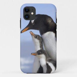 Antarctisch schiereiland, Neko Harbour, Gentoo iPhone 11 Hoesje