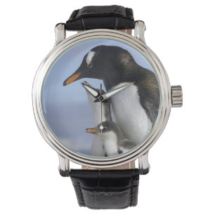 Antarctisch Schiereiland, Neko Harbour, Gentoo Horloge