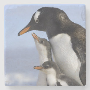 Antarctisch Schiereiland, Neko Harbour, Gentoo Stenen Onderzetter