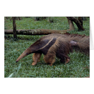 Anteater géant (Myrmecophaga tridactyla)
