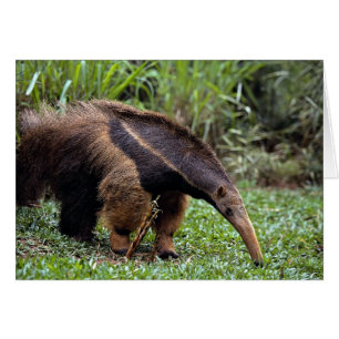 Anteater géant (Myrmecophaga tridactyla)