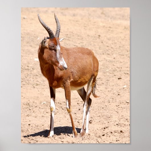 Antelope blesbok poster (Voorkant)