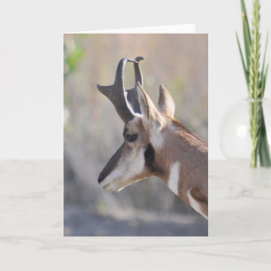 Antelope Homme - Carte Art Cadre