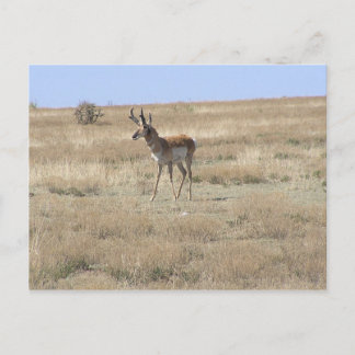 Antelope in profiel briefkaart