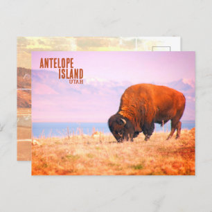 Antelope Island Bison Briefkaart
