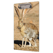 Antelope jackrabbit portret, Arizona Klembord (Links)