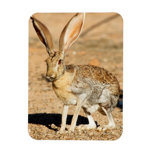 Antelope jackrabbit portret, Arizona Magneet (Verticaal)