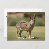 Antelope Jackrabbit staand op gras Briefkaart (Voorkant / Achterkant)
