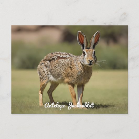 Antelope Jackrabbit staand op gras Briefkaart (Voorkant)