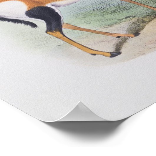 Antelope, uit 'The Book of Antelopes', Poster (Hoek)