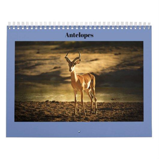 Antelopes Kalender (Hoes)