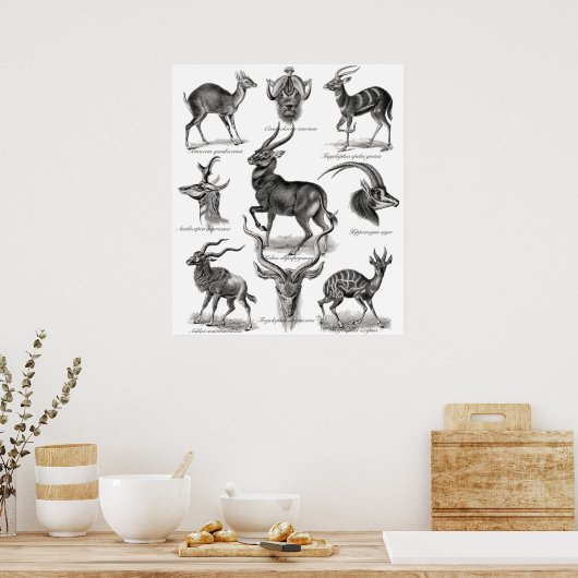 Antelopes Poster (Keuken)