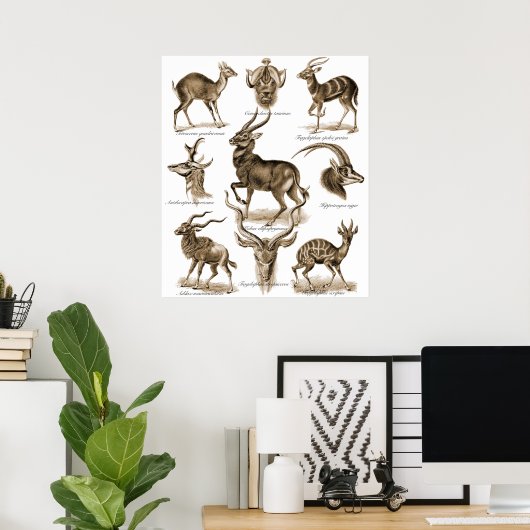 Antelopes Poster (Thuiskantoor)