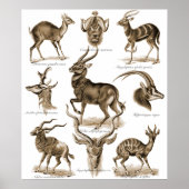 Antelopes Poster (Voorkant)