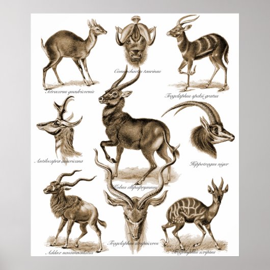 Antelopes Poster (Voorkant)