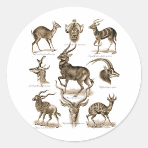 Antelopes Ronde Sticker