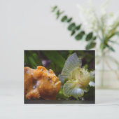 Antennarius commerson & Taenianotus triacanthus Briefkaart (Staand voorkant)